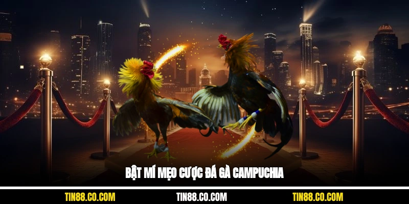 Bật mí mẹo cược đá gà Campuchia