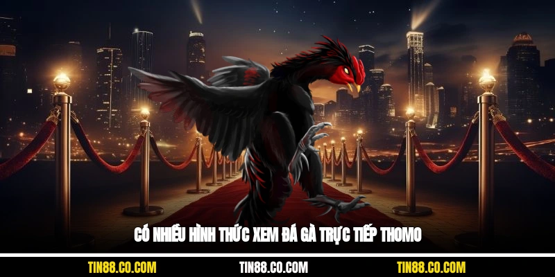 Có nhiều hình thức xem đá gà trực tiếp Thomo