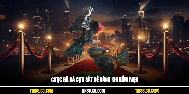 Cược đá gà cựa sắt dễ dàng khi nắm mẹo