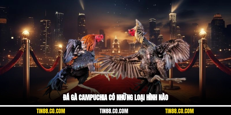 Đá gà Campuchia có những loại hình nào