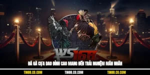 đá gà cựa dao