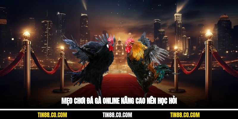 Mẹo chơi đá gà online nâng cao nên học hỏi