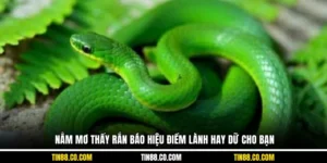 Nằm Mơ Thấy Rắn Báo Hiệu Điềm Lành Hay Dữ Cho Bạn