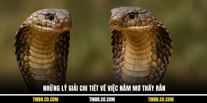 Những lý giải chi tiết về việc nằm mơ thấy rắn