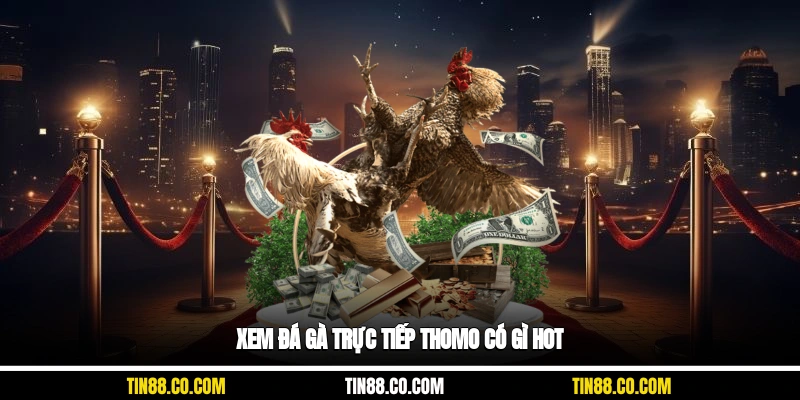 Xem đá gà trực tiếp Thomo có gì hot?